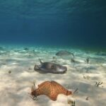COZUMEL CIELO CATAMARAN - Miniatura 7